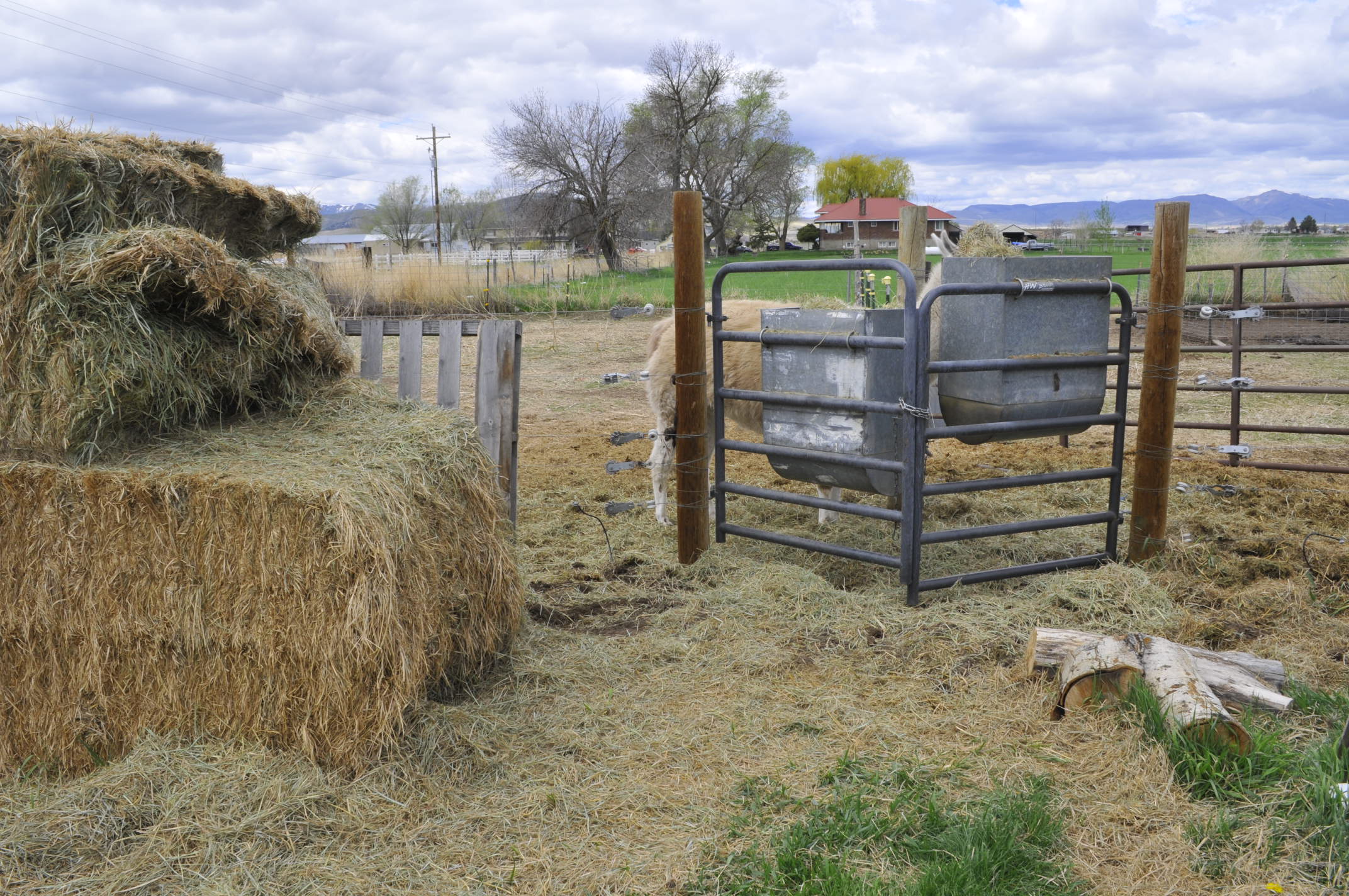 The Llama & The Electric Fence – The Peasant's Manor Farm